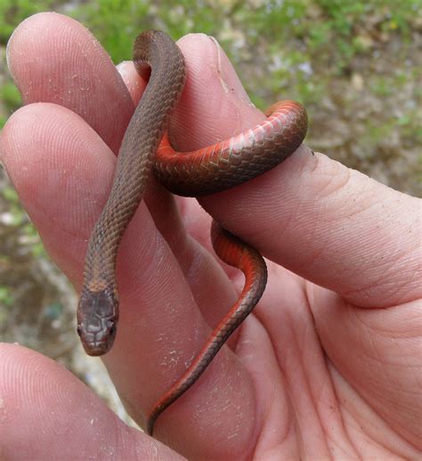 Red Rat Snake Belly