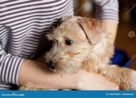 Wheaten Terrier Schnauzer Mix Puppy