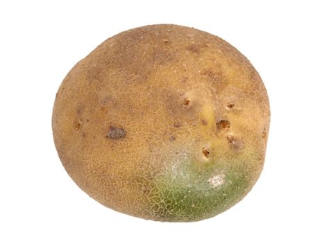 Potato Is Green at Indiana Brownless blog