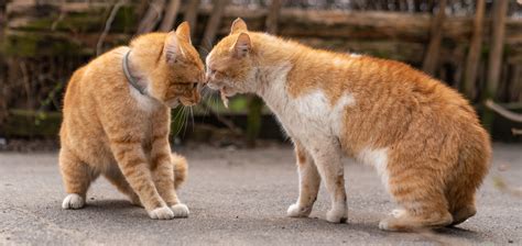 How To Avoid Territorial Aggression In Multi-Cat Households
