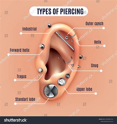 Outer Ear Diagram Piercing - parts of outer ear anatomy