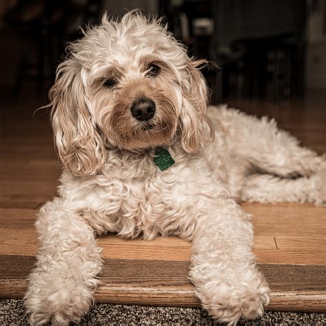 Goldendoodle Sizes: Standard, Mini And Medium Goldendoodles