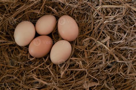 Fresh chicken eggs with nest,A pile of brown eggs in a nest at farm ...