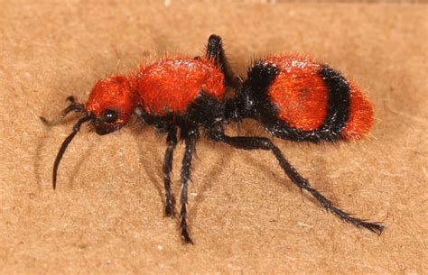 Maryland Biodiversity Project - Cow Killer (Dasymutilla occidentalis)