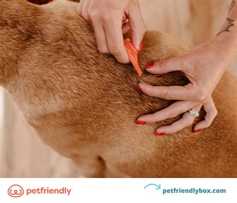 Does Dawn Dish Soap Kill Fleas on Pets: Benefits and Risks ...