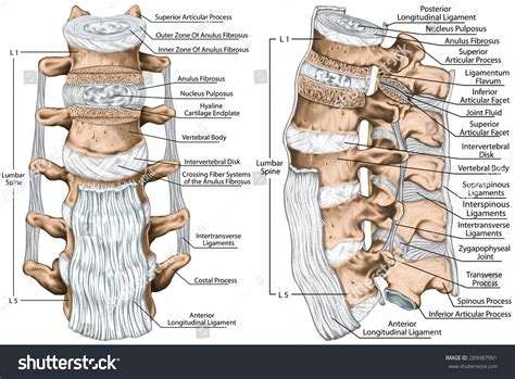 Ligaments And Lumbar Spine Structure, Anterior Longitudinal ...