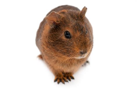 Premium Photo | Brown guinea pig isolated on white