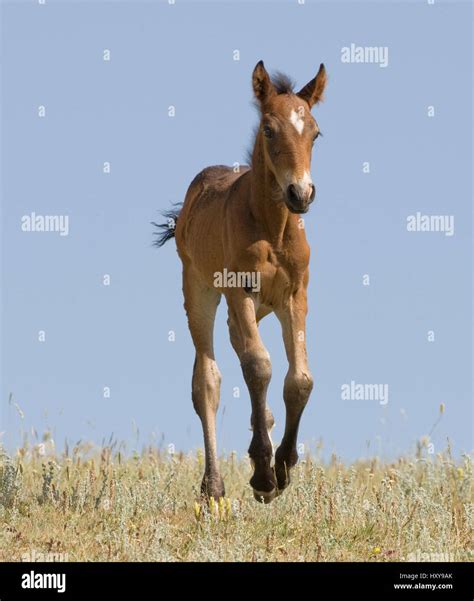 Mustang wild horse, bay foal running, Pryor Mountains, Montana, USA ...