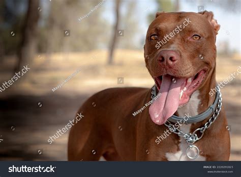 Red Nose American Pitbull Terrier