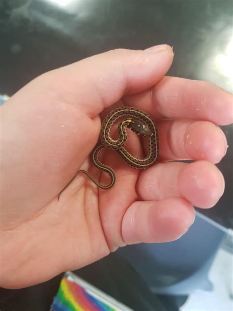 How To Feed A Baby Garter Snake at Loretta Cyr blog