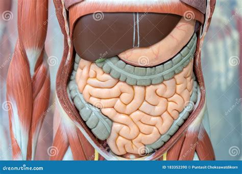 Human Digestive System Model in the Laboratory for Education Stock ...