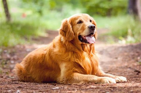 Red Golden Retriever: Do They Really Exist? (Pictures & FAQs)