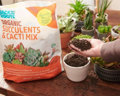 7 Best Soils for Succulents to Sustain Health & Growth - Gardening ...