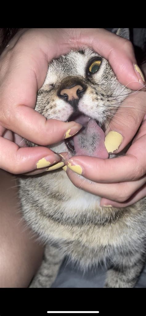 black spots on cats tongue : r/vet