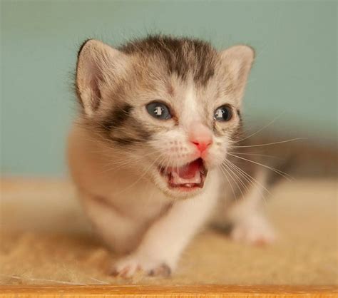 What to Do When Your Newborn Baby Is Congested: 7 Effective Tips ...