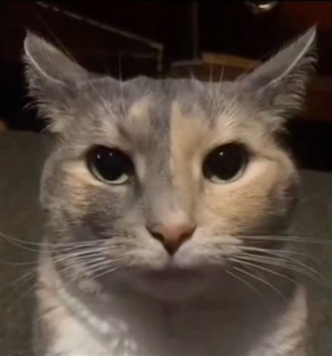 Pin von azai :] auf Pines creados por ti | Katzen