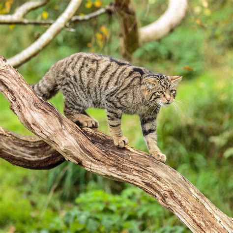 Wildkatee - Best photos on ksp.org.tw