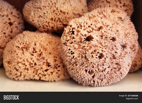 Types Of Sea Sponges