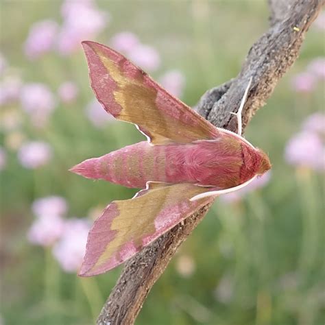 Small Elephant Hawk-moth | Somerset Moths