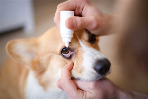 Can Dogs Get Herpes? Symptoms, Treatment, and Identification - A-Z Animals