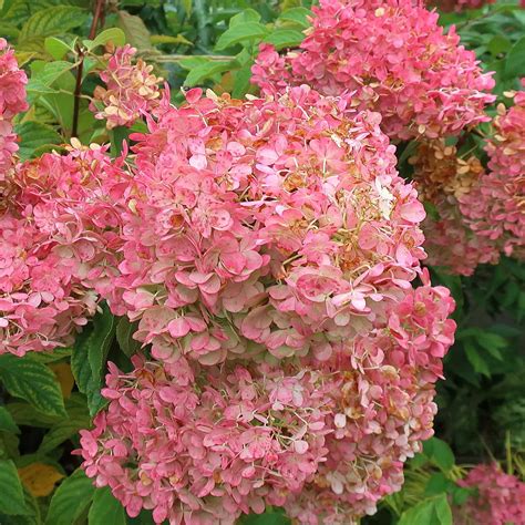 Strawberry Vanilla Hydrangea Care Guide | Plantly
