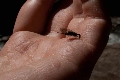 Do Snakeflies Bite