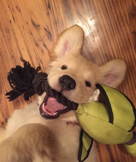 Kelley - Contest Entry #85051 - Modern Dog Magazine