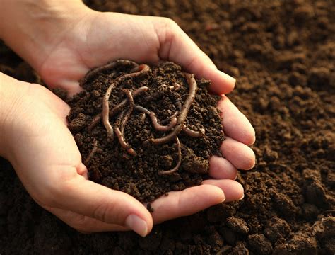 How to Keep Your Indoor Plants Alive