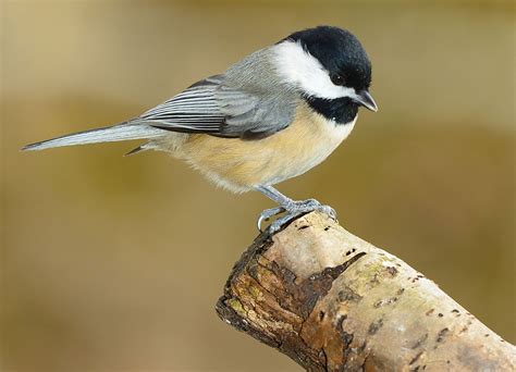 Maine - Students | Britannica Kids | Homework Help