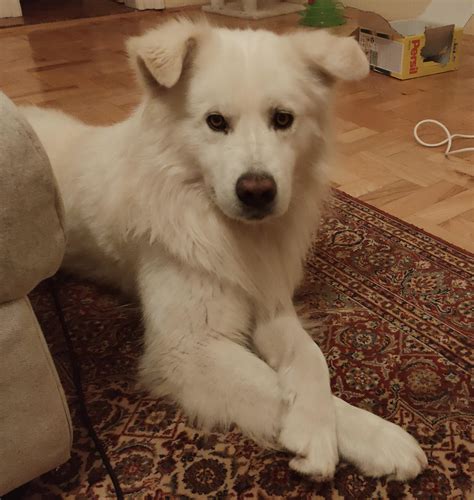 Samoyed Golden Retriever Mix