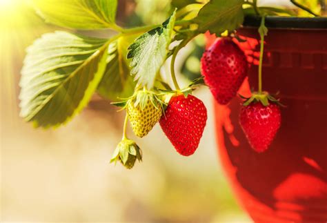 Strawberries Growing