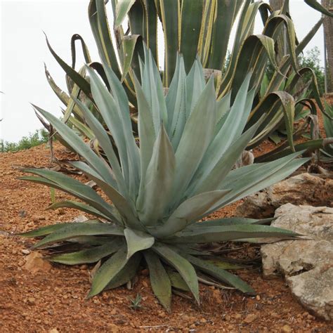 American Agave (Agave americana)