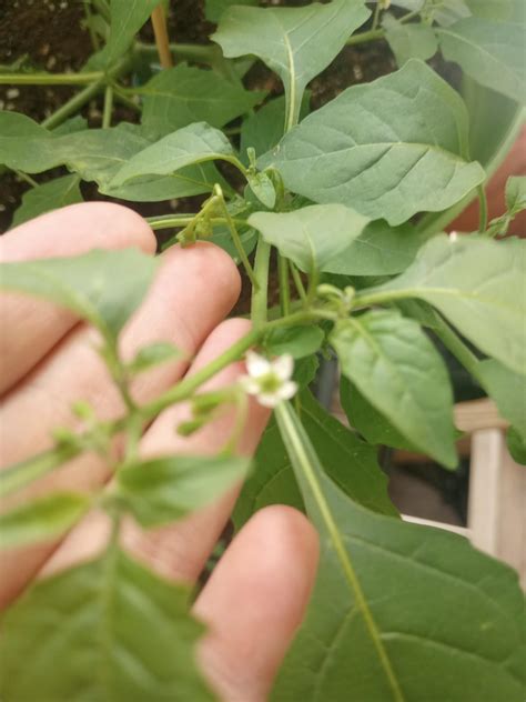 How did I grow a poisonous nightshade from a mango seed?! : r/plant