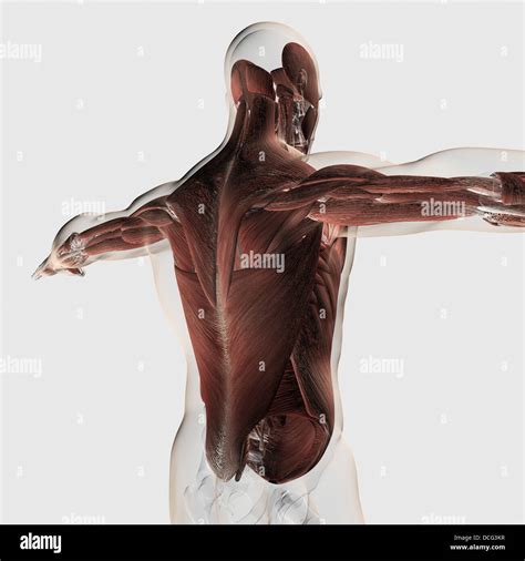 Male muscle anatomy of the human back Stock Photo - Alamy