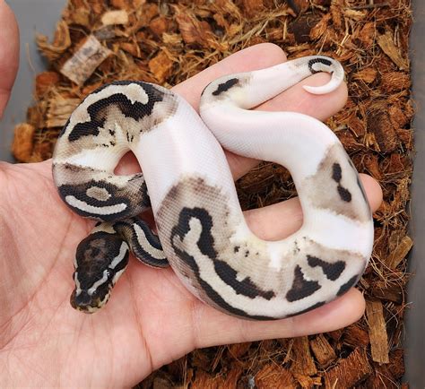 Vpi Axanthic Pied Ball Python by Bobs Balls - MorphMarket