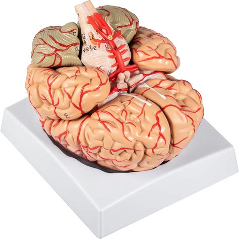 VEVOR Human Brain Model Anatomy 9-Part Model of Brain w/Labels ...