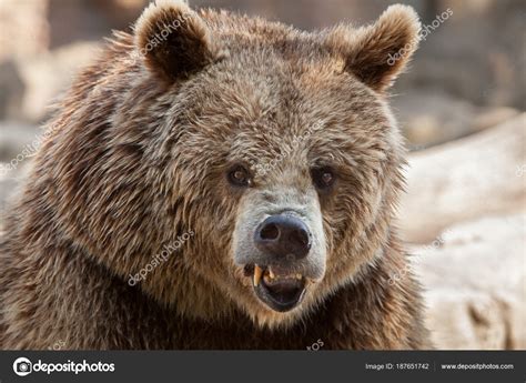 Eurasian Brown Bear