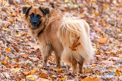 Dog+Knot+Pull+Out+Compilation Photos, Download The BEST Free Dog+Knot ...