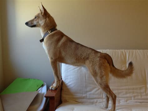 American Dingo / Carolina Dog - Lucy's Breed