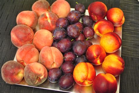 Apricot Vs Peach Vs Plum at Geraldine Raposo blog