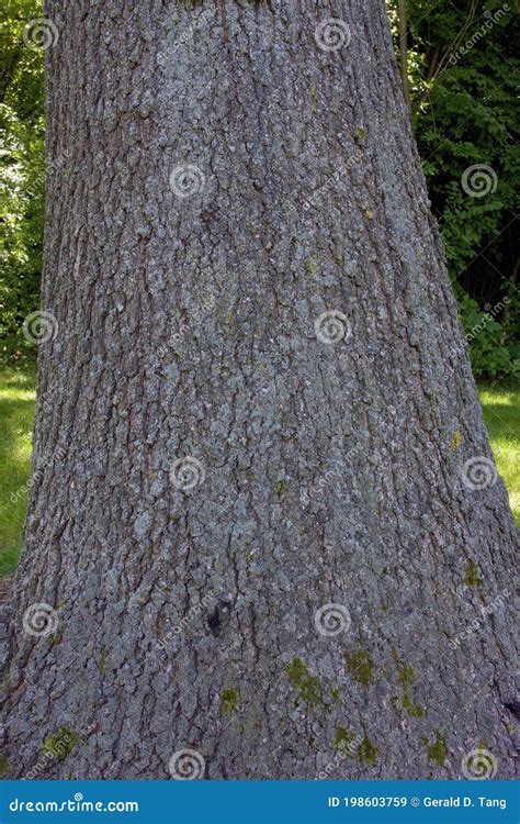 Pin Oak Bark 822801 stock image. Image of trees, mature - 198603759