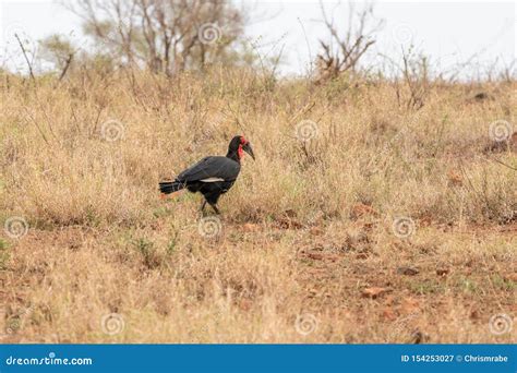 Southern Ground Hornbill (Bucorvus Leadbeateri) in South Africa Stock ...
