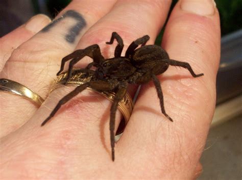 Giant Wolf Spider Size