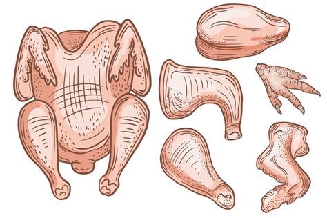 Vector drawing, sketch of poultry products. Chicken parts, leg. Poultry ...