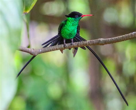 Cannundrums: Red-Billed Streamertail (Hummingbird)