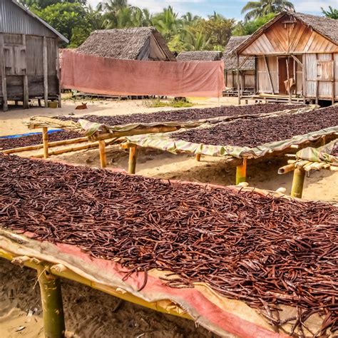 Does Vanilla Extract Expire? Complete Guide to Vanilla Extract Shelf ...