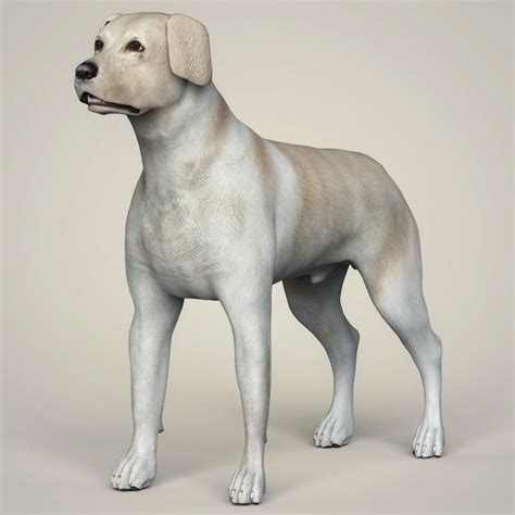 Labrador Dog - 3D Model by Cgtools