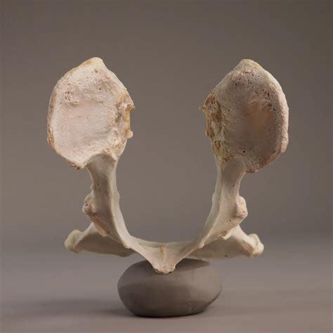 Os coxae (Hip Bone) | Article - Vetflow