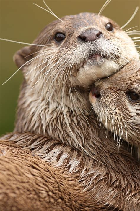 River Otters Holding Hands