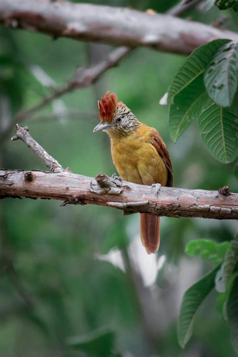 Anime+Bikini+Girls Photos, Download The BEST Free Anime+Bikini+Girls ...